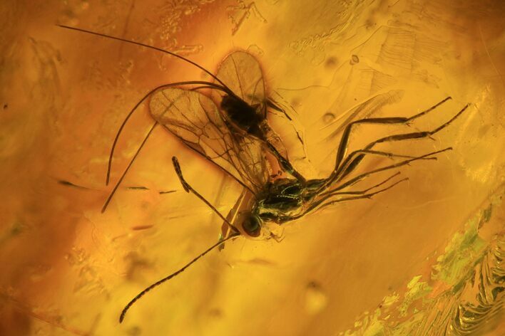 Detailed Fossil Wasp (Hymenoptera) In Baltic Amber #84637